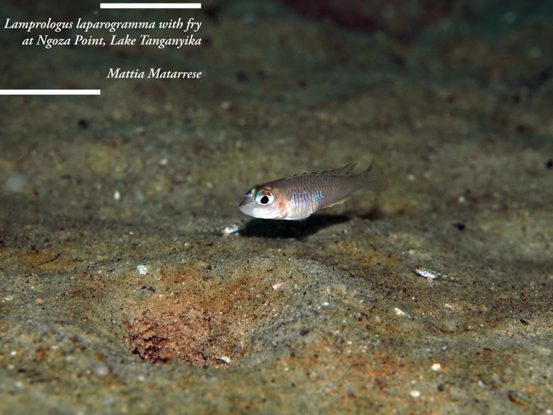 Lamprologus laparogramma 'Ngosa Point'
